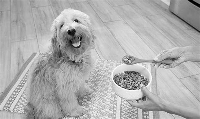 Going Green: How Organic Eating Can Improve Your Dog's Quality of Life