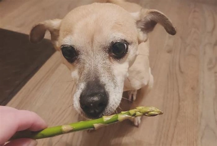 Going Green: The Eco-Friendly Choice for Your Dog's Diet