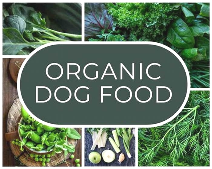 Going Green: The Environmental Benefits of Organic Dog Food