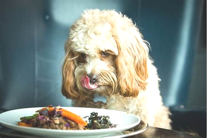 Gourmet Goodness Elevating Your Dog s Diet with Organic Options