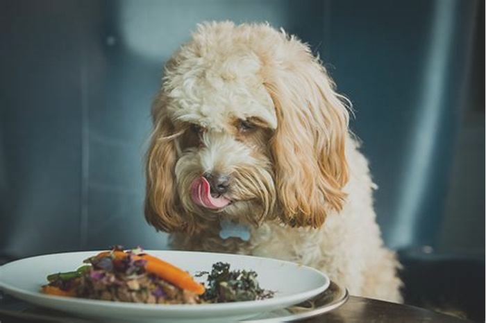 Gourmet Goodness: Elevating Your Dog's Dining Experience with Organic Options