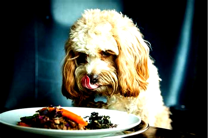 Gourmet Goodness: Indulging Your Dog's Palate with Organic Fare