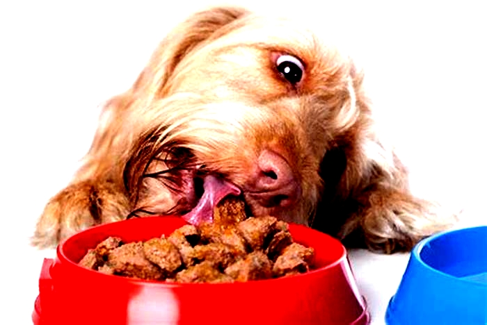 Gourmet Goodness Tempting Your Dog s Taste Buds with Decadent Organic Fare