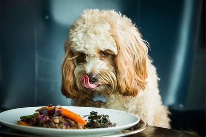 Gourmet Goodness Treating Your Dog to Delicious Organic Fare