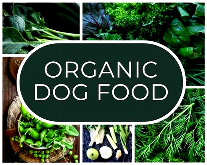 Green Gobbling: Why Dogs Love Organic Food