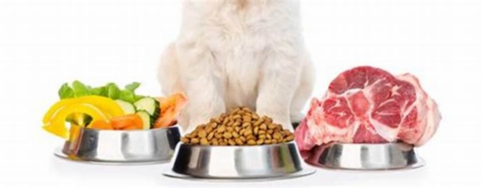 Green Goodness: The Benefits of Organic Dog Diets