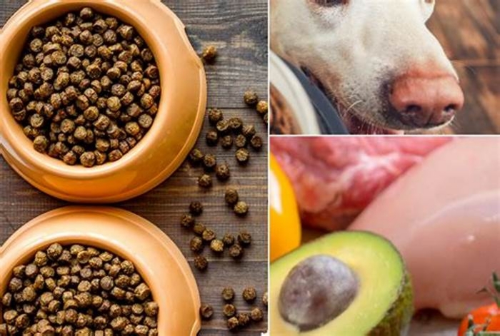 Green Grub Making the Switch to Organic Dog Food