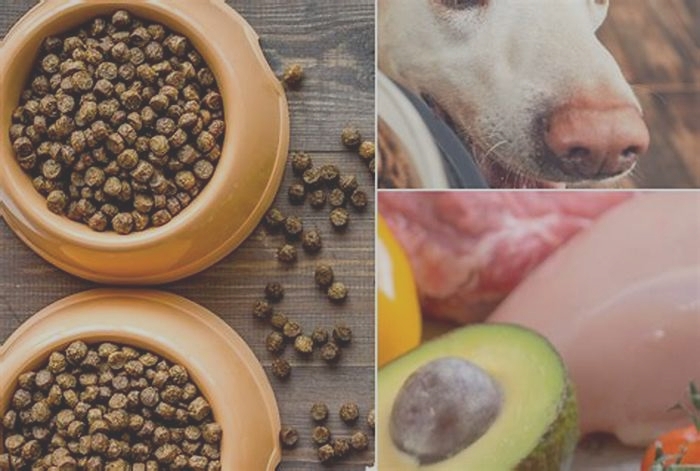 Green Grub: Making the Switch to Organic Food for Your Dog