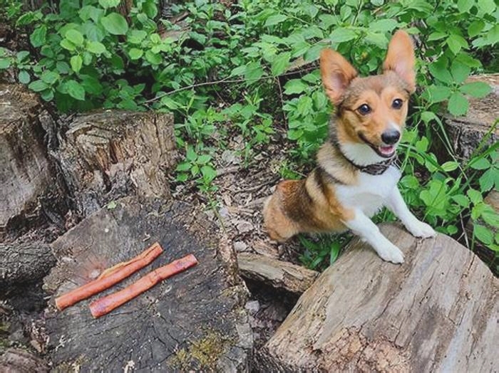 Harvest Hounds: Organic Food for Four-Legged Friends