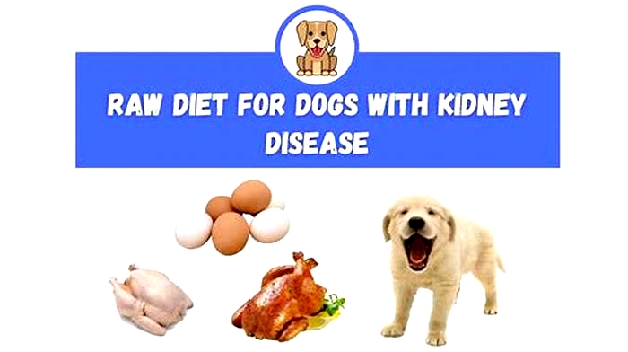 How do you detox a dog s kidneys