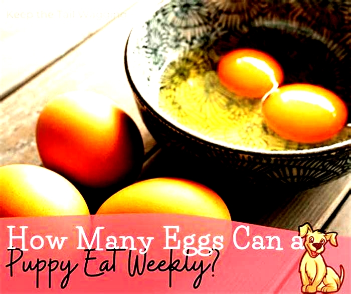 How many eggs can a dog eat per week?