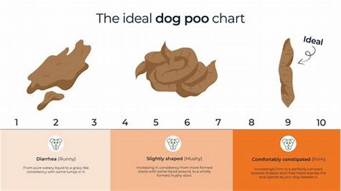 How often should a raw fed dog poop