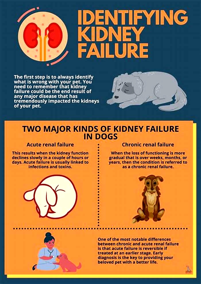 How to avoid kidney problems in dogs