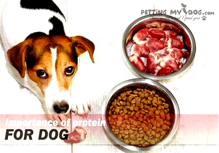 Is 20% protein enough for dog food?