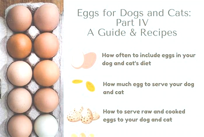 Is 3 eggs too much for a dog?