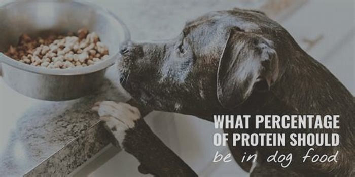 Is 50 protein too much for dogs