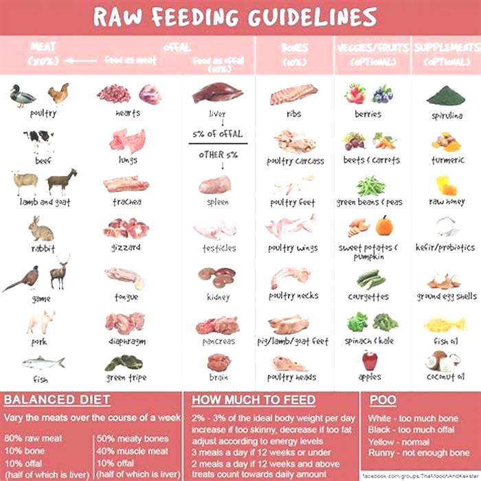 Is a raw diet too much protein for dogs