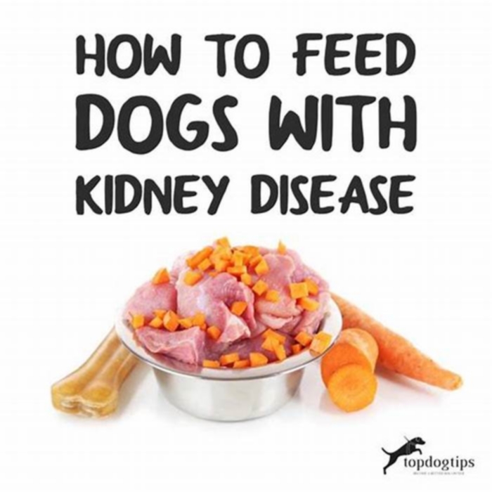 Is chicken good for dogs with kidney problems?