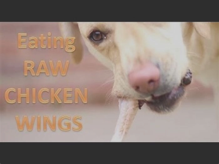 Is it OK to feed my dog raw chicken?