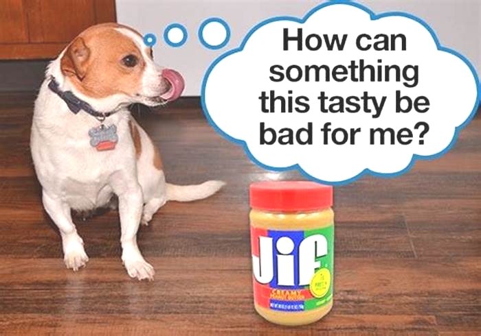 Is it OK to give dog peanut butter everyday?