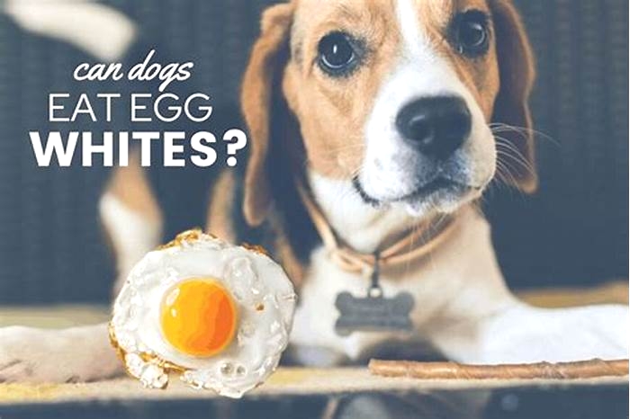 Is it OK to give dogs eggs everyday