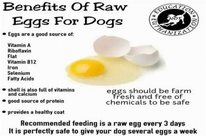 Is it OK to give my dog 1 egg a day?