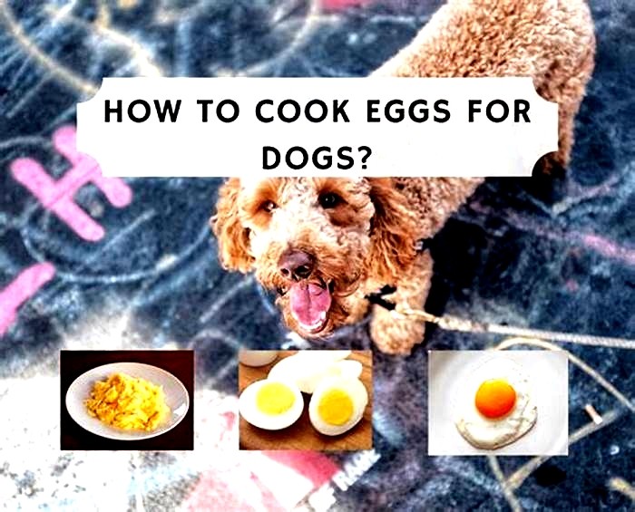 Is it better to give dogs raw or cooked eggs