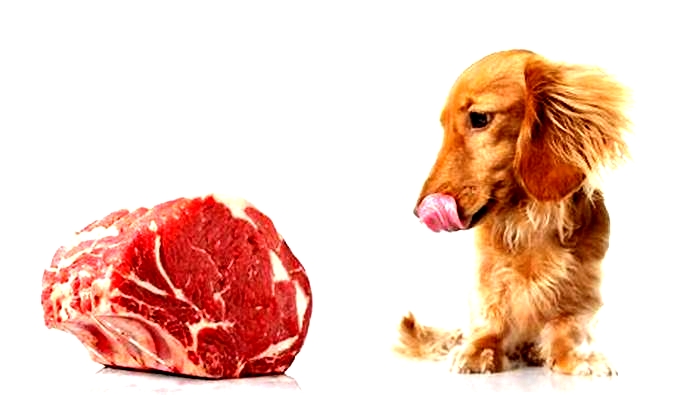 Is it better to give dogs raw or cooked meat?