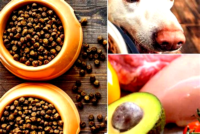 Is organic dog food better for dogs