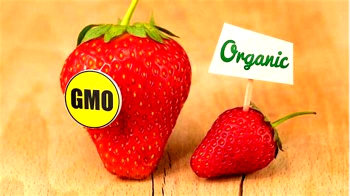 Is organic really better than GMO?