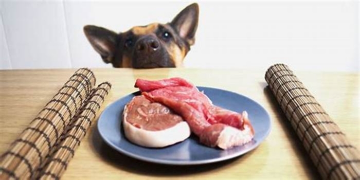 Is raw beef hard for dogs to digest?