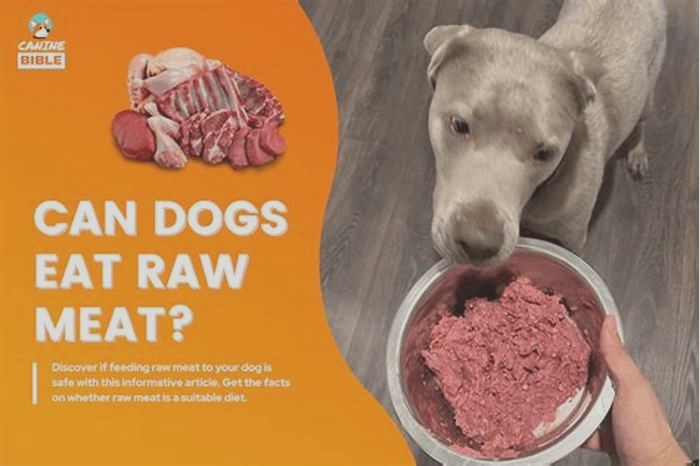 Is raw beef too rich for dogs