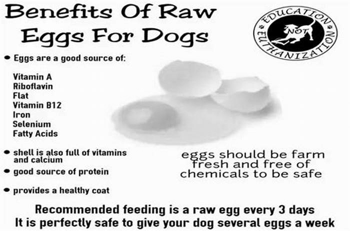 Is raw egg good for dogs