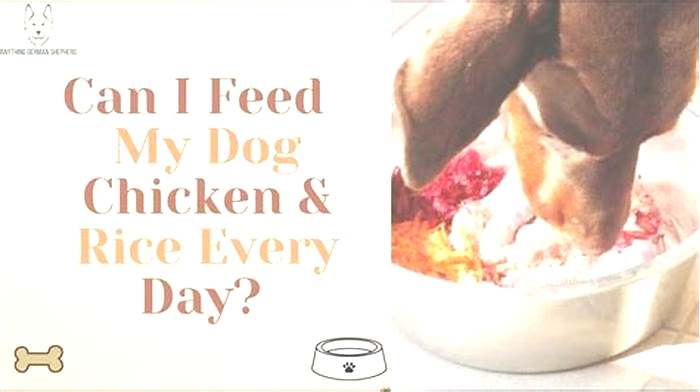 Is too much chicken and rice bad for dogs