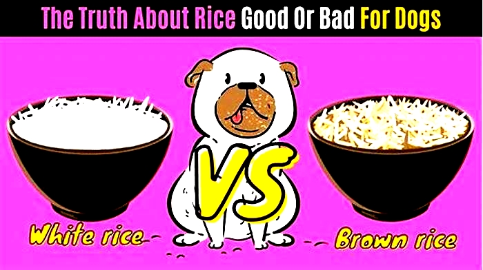 Is too much rice bad for a dog?