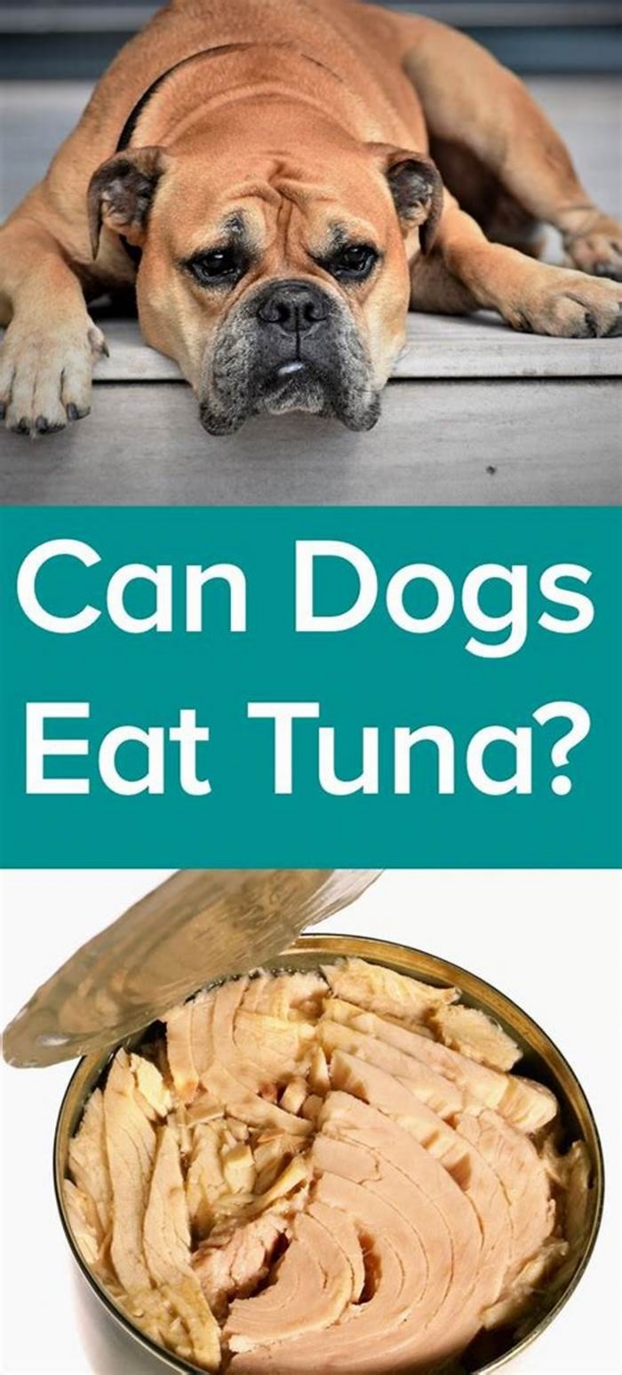 Is tuna good for dogs