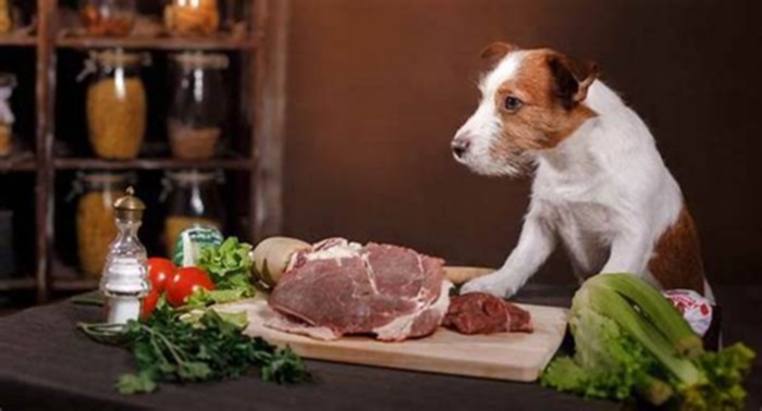 Natural Nosh: The Delights of Organic Eating for Dogs