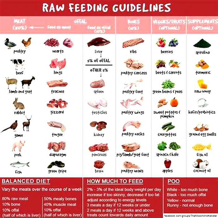 Nutritional Superiority Fueling Canine Health with Raw Nutrition