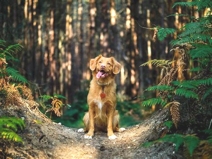 Plant Powered Pooches The Rise of Organic Dog Nutrition