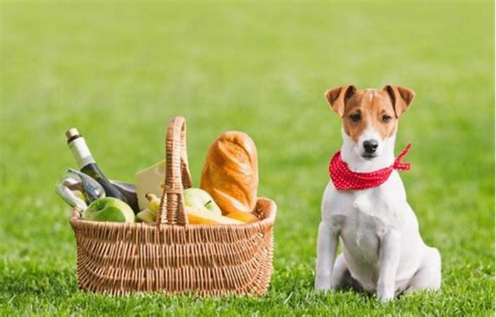 Puppy Picnics Outdoor Fun with Organic Doggie Delicacies