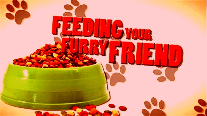 Raw Feeding Excellence Elevating Mealtime for Your Furry Friend