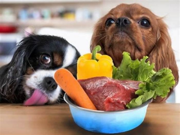 Raw Feeding Excellence Fueling Optimal Health for Your Furry Friend