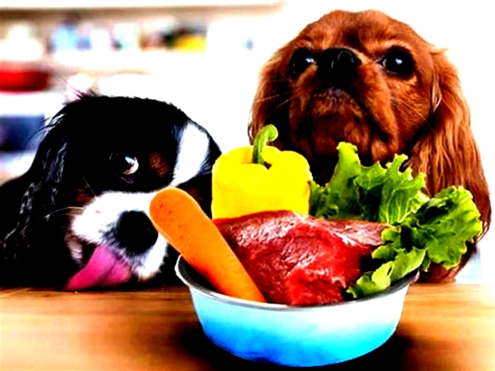 Raw Feeding Excellence: Nourishing Your Pooch with Premium Raw Meals