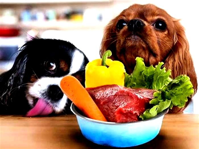 Raw Feeding Excellence: Nourishing Your Pooch with Quality