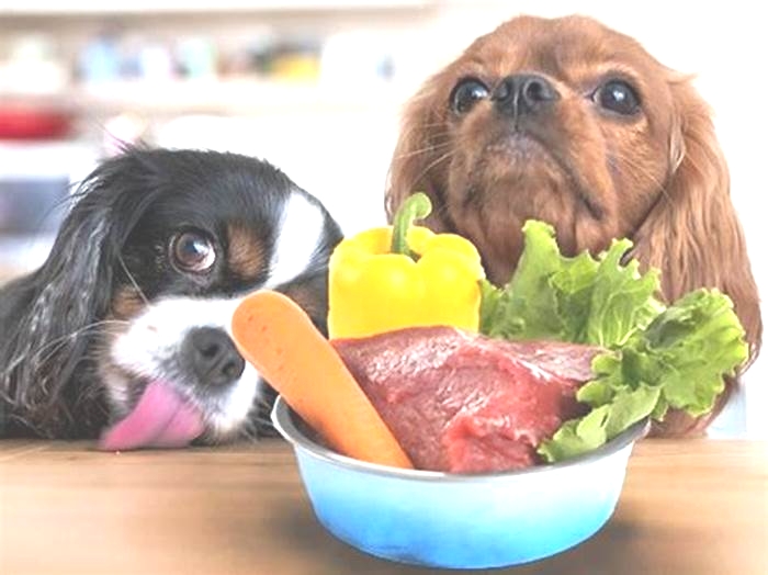 Raw Feeding Mastery: Fueling Your Dog's Health with Premium Raw Food