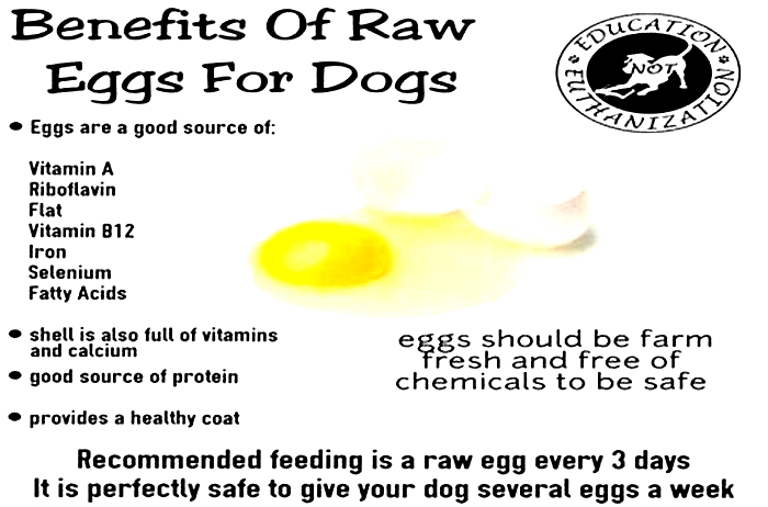 Should I cook or give my dog raw eggs