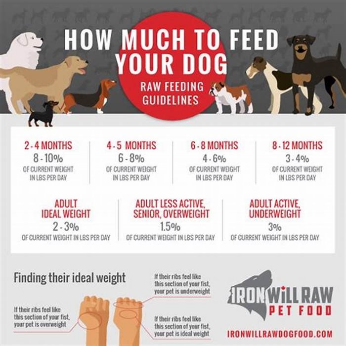 Should I feed my dog raw?