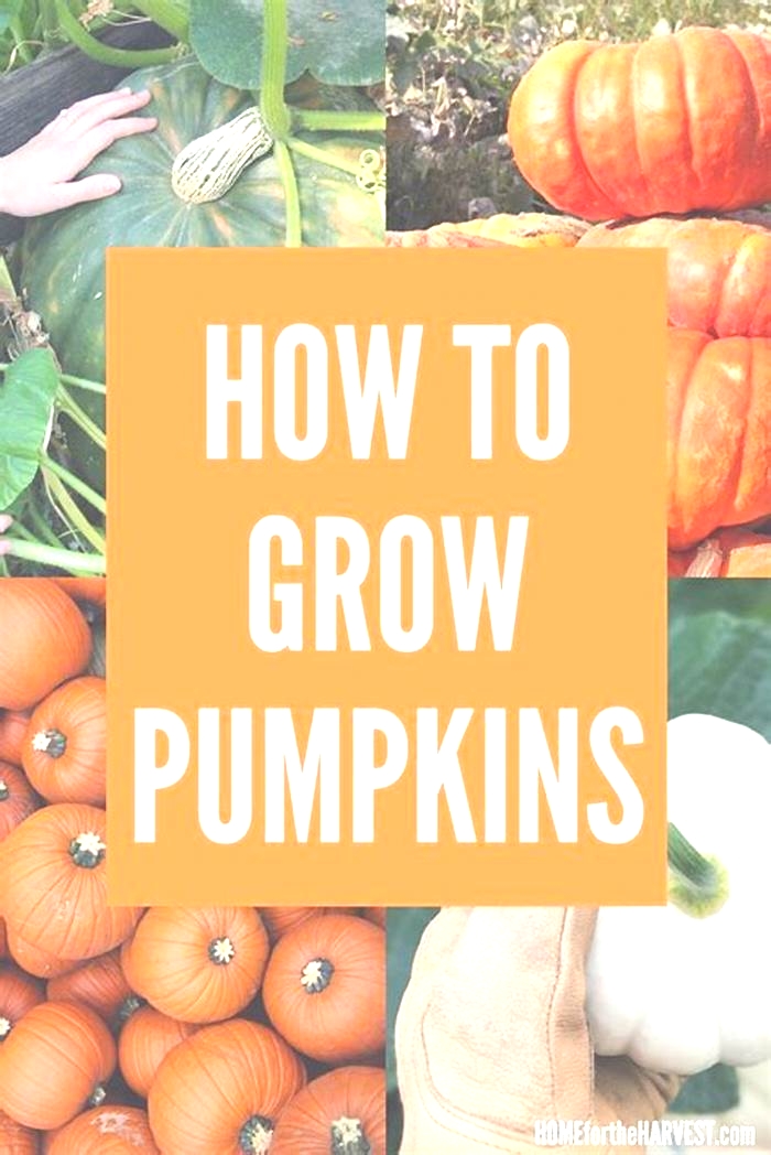 Should pumpkin be organic?