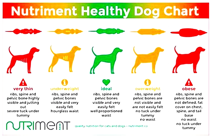 Superior Canine Nutrition: Fueling Your Dog's Health and Happiness