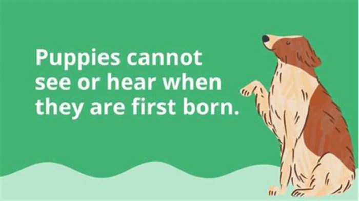 Tail Wagging Tidbits Fun Facts About Organic Dog Food